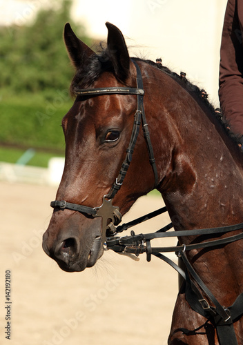Beautiful purebred dressage horse portrait 