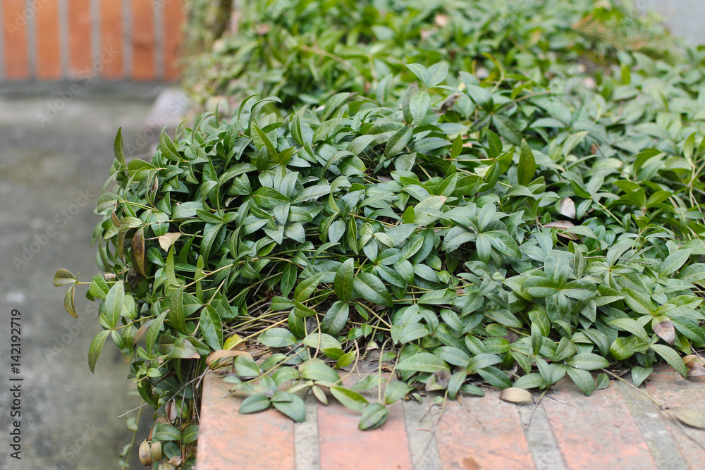 lesser periwinkle (Vinca minor) with nice green leaves