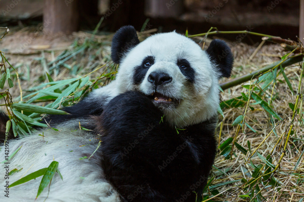 Fototapeta premium Panda