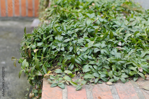 lesser periwinkle (Vinca minor) with nice green leaves