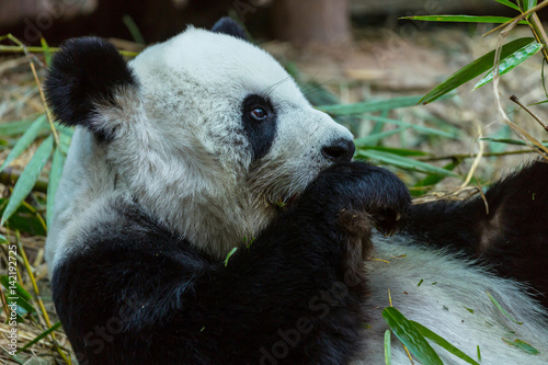 Fototapeta Naklejka Na Ścianę i Meble -  Panda