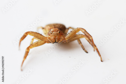 Araignée crabe commune jaune-beige sur la défensive.