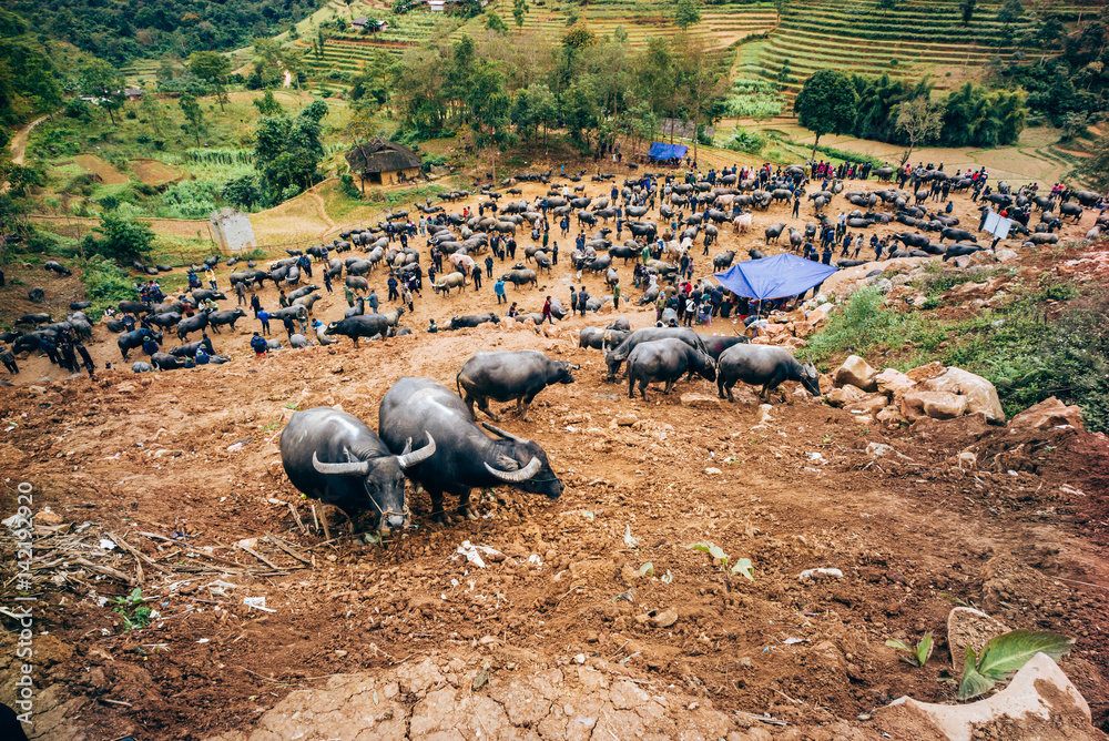 Buffalo sales in Sapa, Vietnam StockFoto Adobe Stock