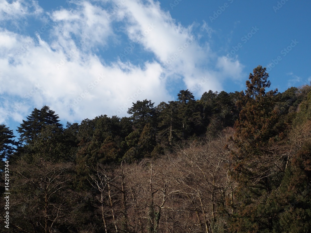 Fototapeta premium 青空と森林