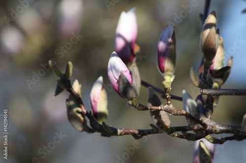 Magnolienknospen photo