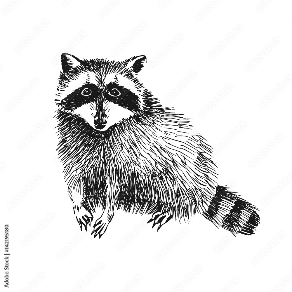 Hand drawn raccoon Stock Vector | Adobe Stock