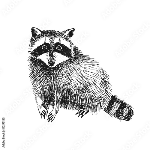 Hand drawn raccoon