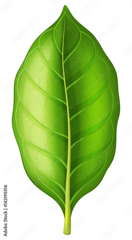 Tobacco leaf. Vector illustration. Stock Vector | Adobe Stock