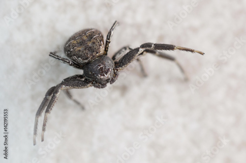 Araignée crabe noire sur mur de pierre blanche.