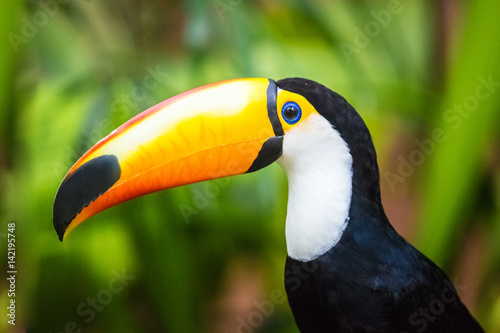 Tukan in Brasilien photo