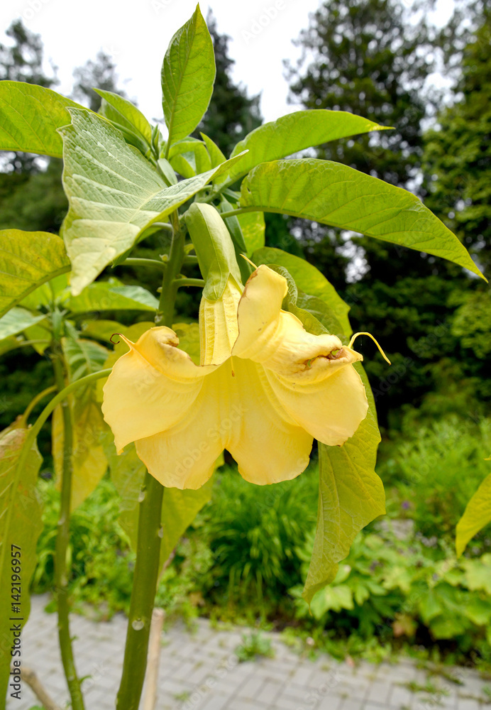 Obraz premium The blossoming brugmansiya hybrid (Brugmansia x hybrida)