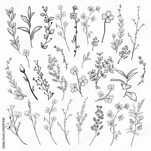 Fototapeta Naklejka Na Ścianę i Meble -  Black Drawn Herbs, Plants and Flowers. Vector Illustration