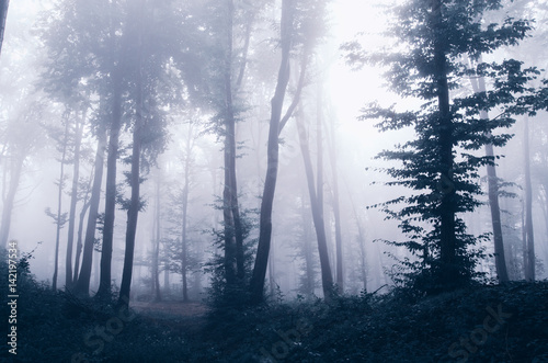 forest fog background