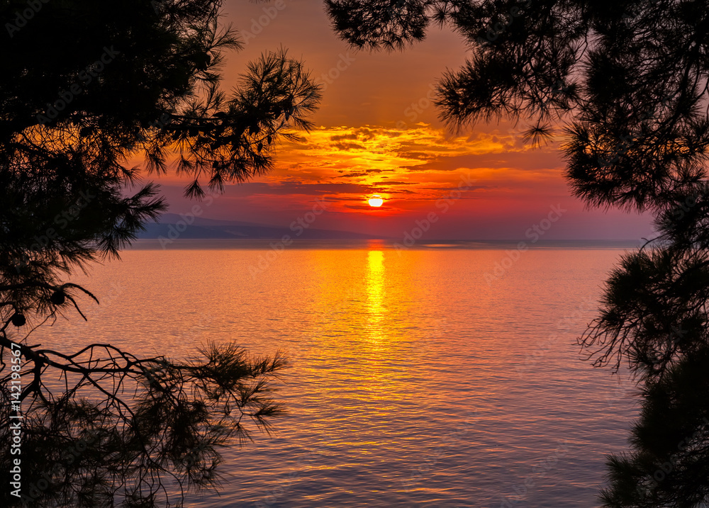 sunset through pine trees sunset through pine trees
