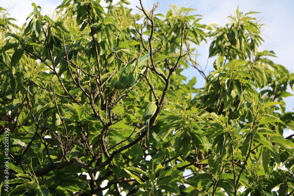 Green Rose-ringed Parakeet in the tree in Hyde Park in London, United Kingdom Green Rose-ringed Parakeet in the tree in Hyde Park in London, United Kingdom