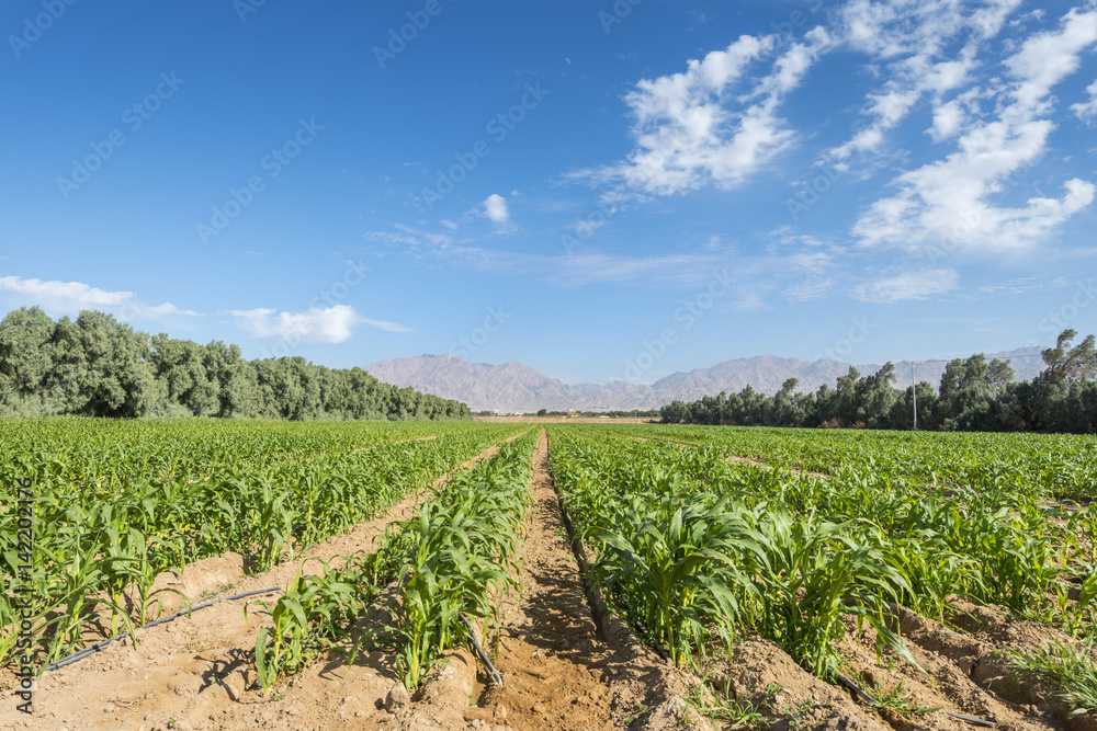 Field with ripening corn in the Negev desert. The photo was taken in advanced agriculture area near Eilat, Israel