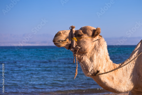 Wakacje w Egipcie. Wielbłąd na plaży