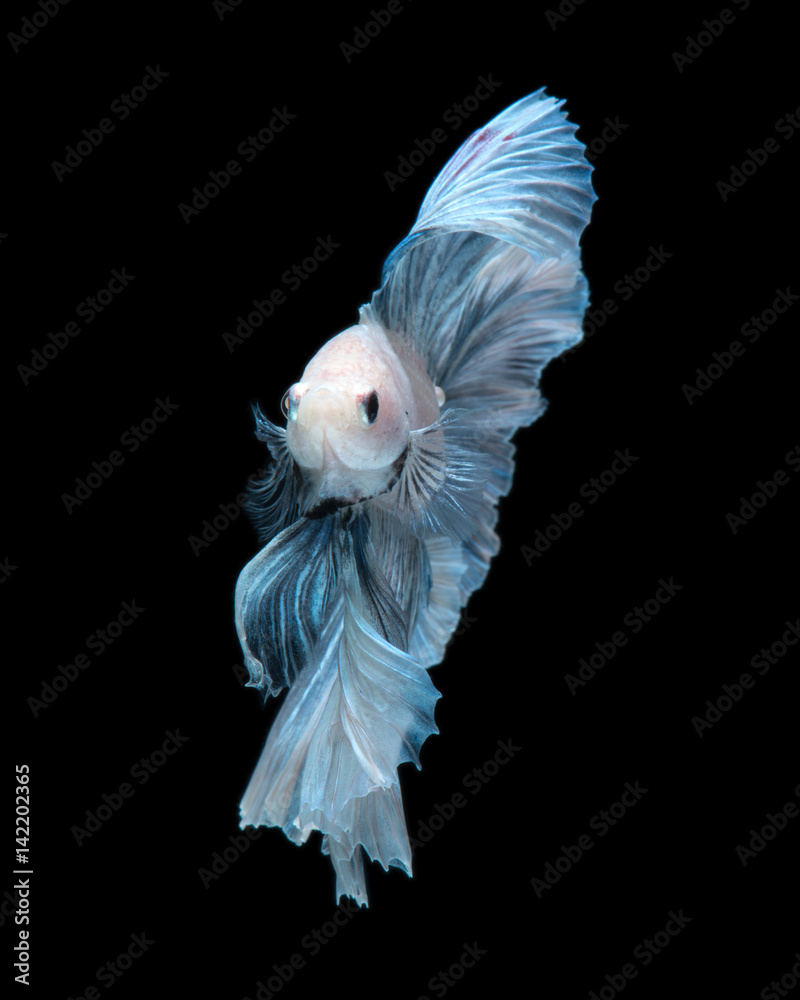 Blue betta fish Blue betta fish