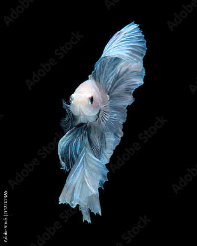 Blue betta fish