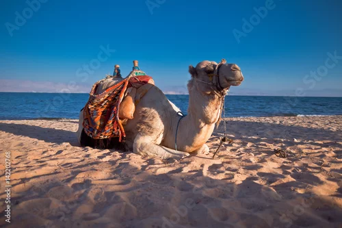 Fototapeta samoprzylepna Wakacje w Egipcie. Wielbłąd na plaży