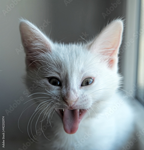 White kitten yawns photo