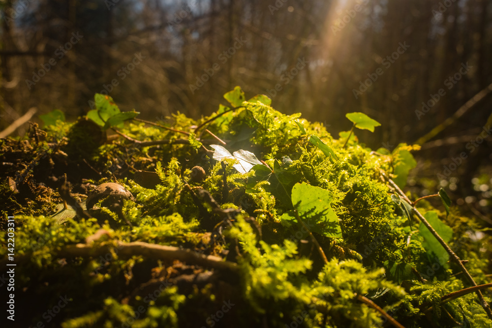 ivy and moss covering forest floor