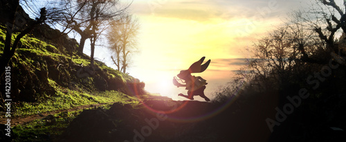 White rabbit running across horizon