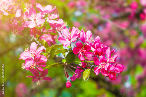 Beautiful Cherry blossom in spring time in the sun. Abstract natural background. selective focus © liveonsea