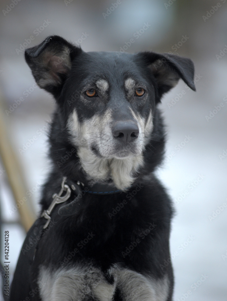 Fototapeta Black with white dog pooch on a leash in winter