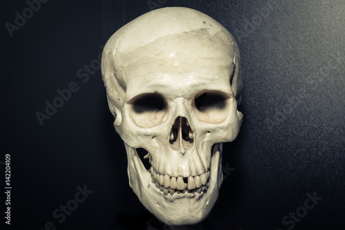 Human skull on dark grey background