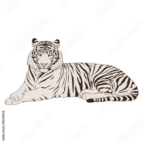 Tiger Head Illustration Vector