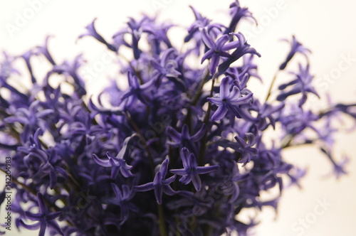 Common Dutch Garden Hyacinth  Hyacinthus Orientalis  Close Up. Hyacinthus orientalis macro flowers  garden hyacinth bulbs  bokeh background.