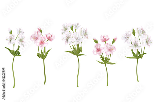 Flowers alstroemeria on a white background. Isolated delicate white and pink flowers, branches set. Vector illustration photo