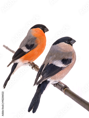male and female bullfinch © fotomaster