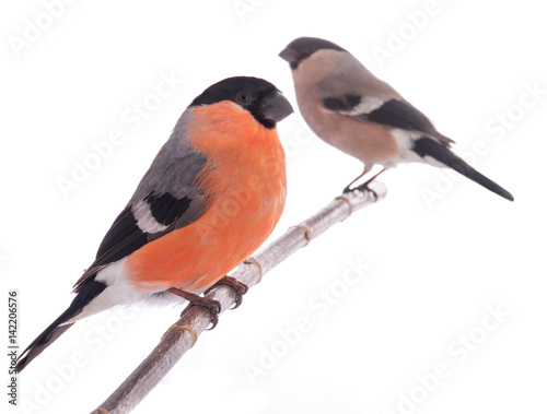 male and female bullfinch © fotomaster
