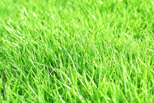 芝の背景イメージ