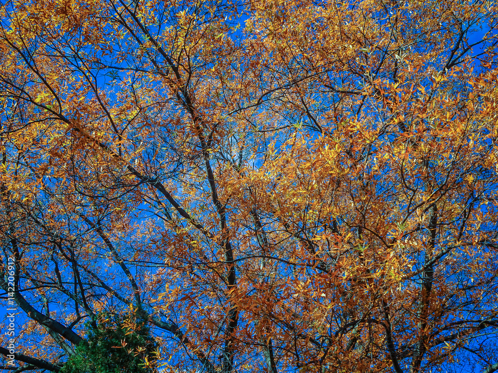 fall leaves in the forest