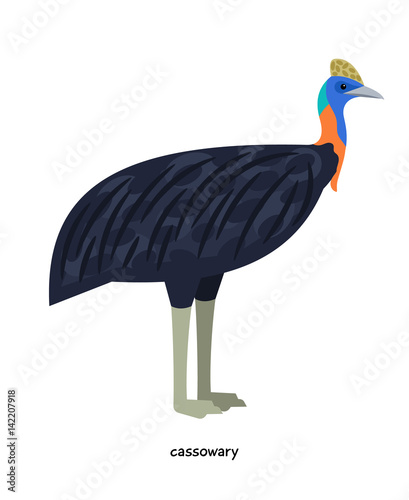 Cassowary - large flightless bird, quite dangerous