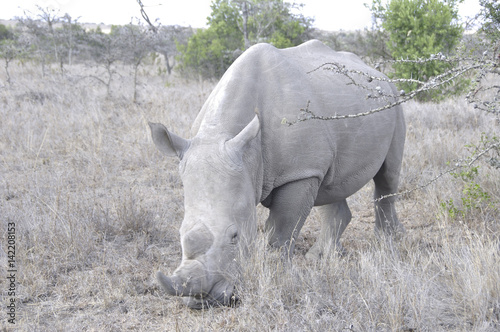 kenia: Rhinozeros im Ol Pejeta Game Reserve photo