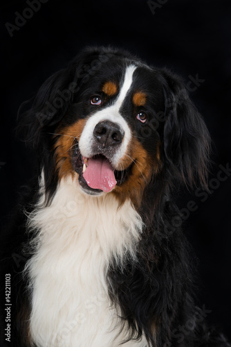 Berner Sennenhund