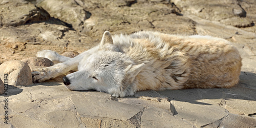 Tundra wolf (Canis lupus albus), also known as Turukhan wolf, sleeps