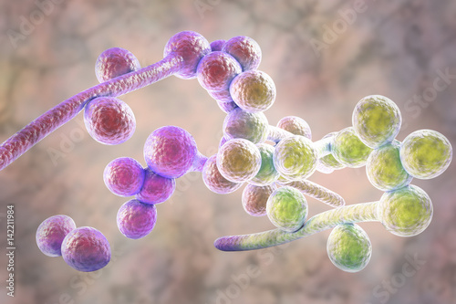 3D illustration of fungi Candida albicans which cause candidiasis, thrush, on colorful background. Pathological fungus or yeast photo