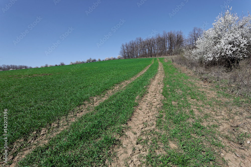 Mountain region. A field of young wheat. Dirt road at the end of the field.