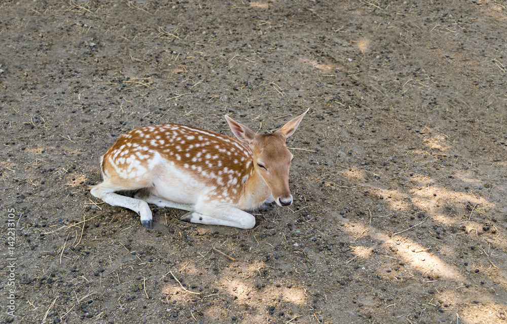 Deer young wildlife resting in the shade on a summer day lies on the ground Deer young wildlife resting in the shade on a summer day lies on the ground