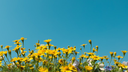 Papier peint photo Marguerites Marguerites jaunes sous ciel limpide  © galzpaka