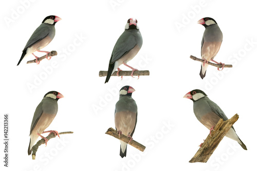 Beautiful bird ,Bird Java sparrow isolated on white background