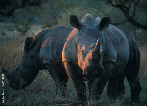 Südafrika: Nashörner in der Wildnis. Rhinos in the wilderness.