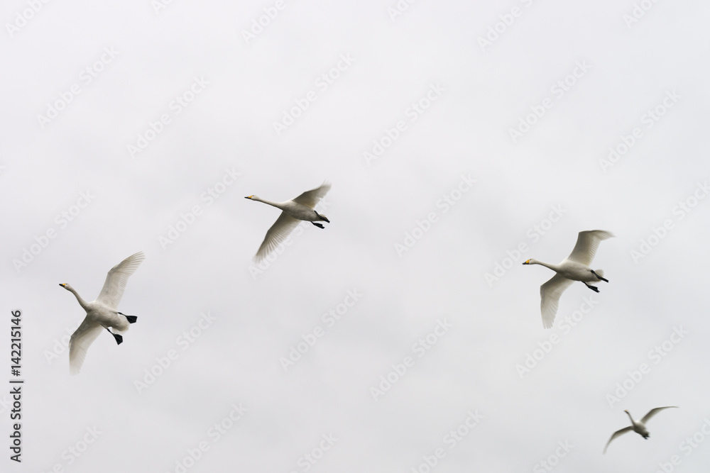 Obraz premium オオハクチョウ