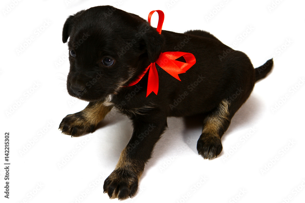 Obraz premium Cute puppy with a red ribbon on a white background