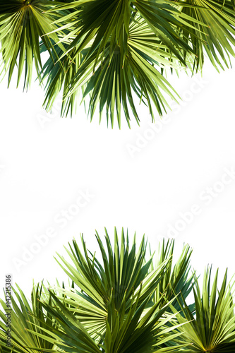 sugar palm leaf on white background